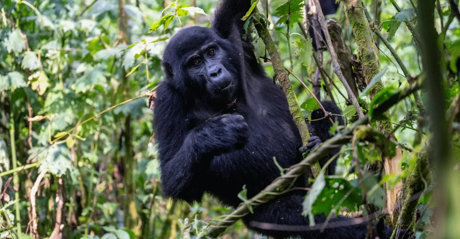 Gorilla trekking in Uganda