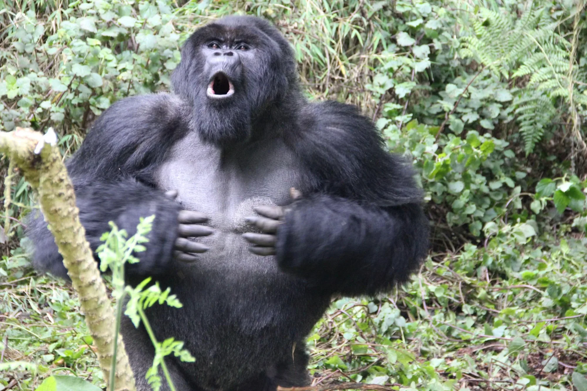 Gorilla trekking in Uganda