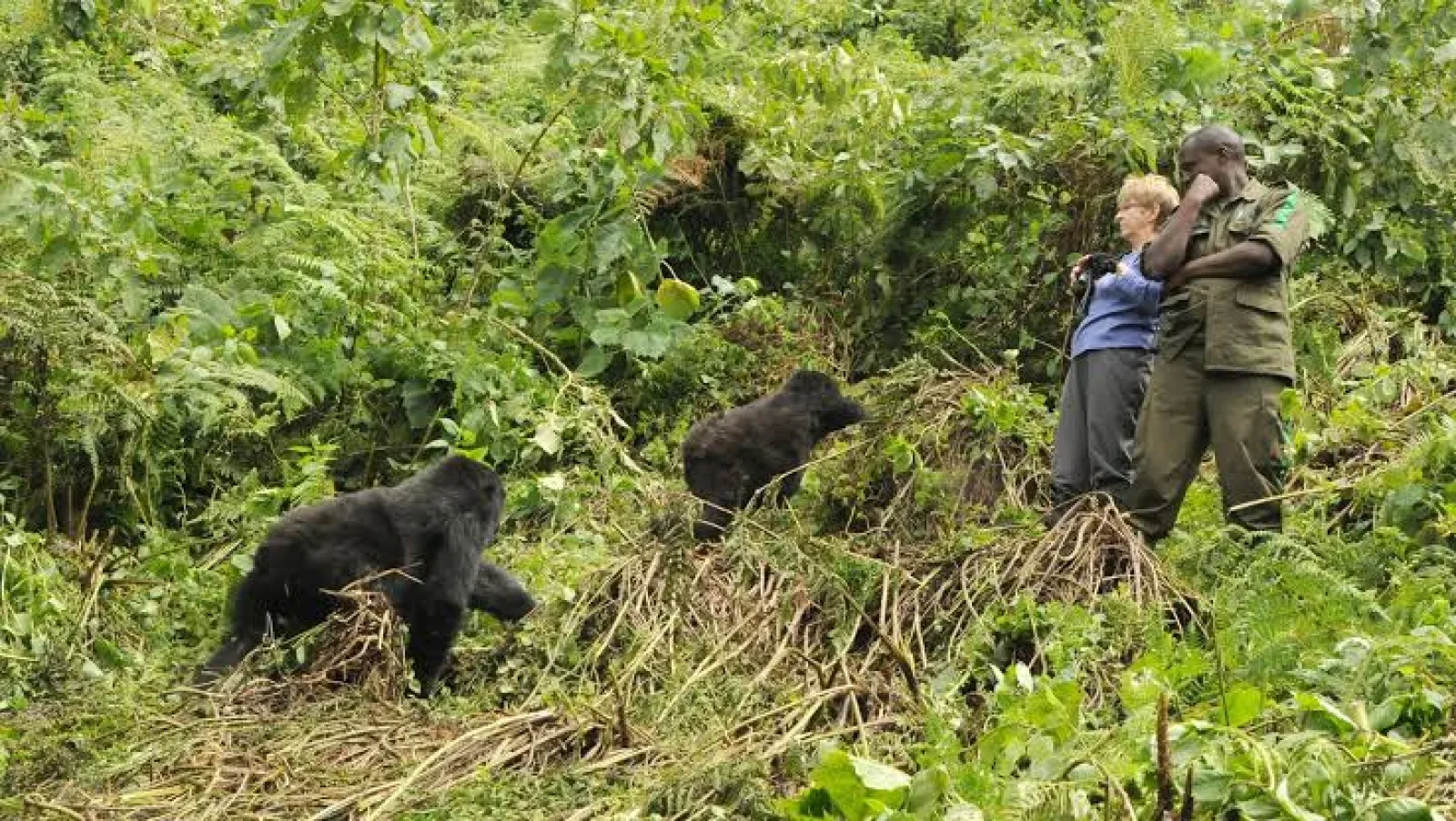 Gorilla trekking in Uganda