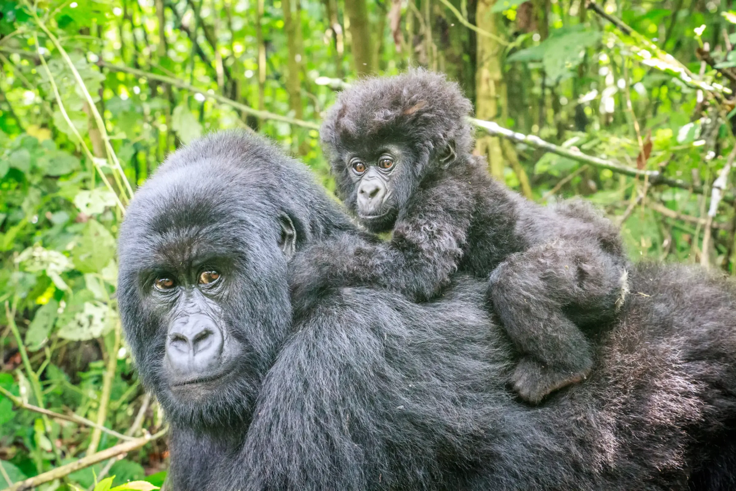 Gorilla Trekking Krankheit & Erkältung