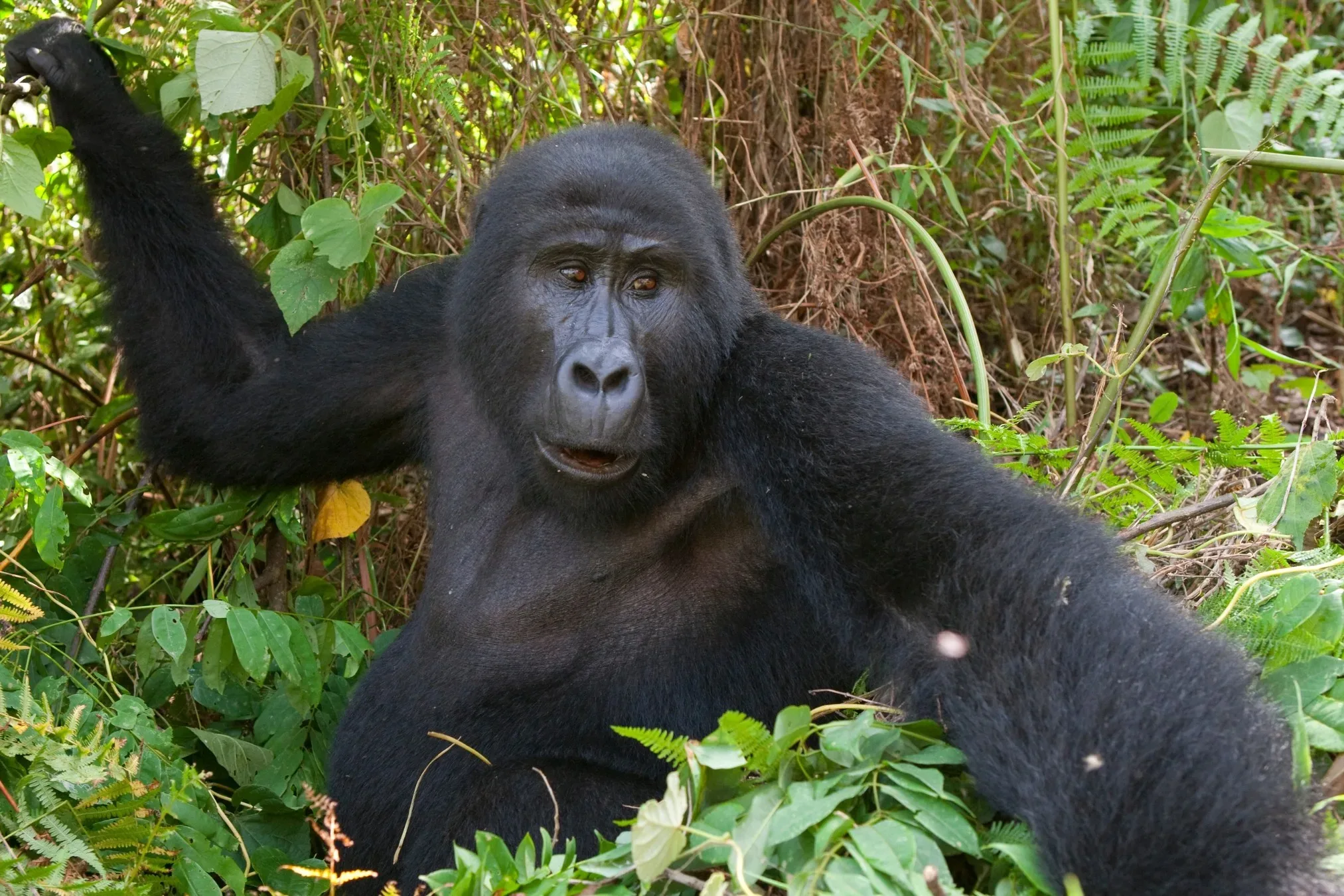 Gorilla Trekking Mgahinga: Kompletter Guide
