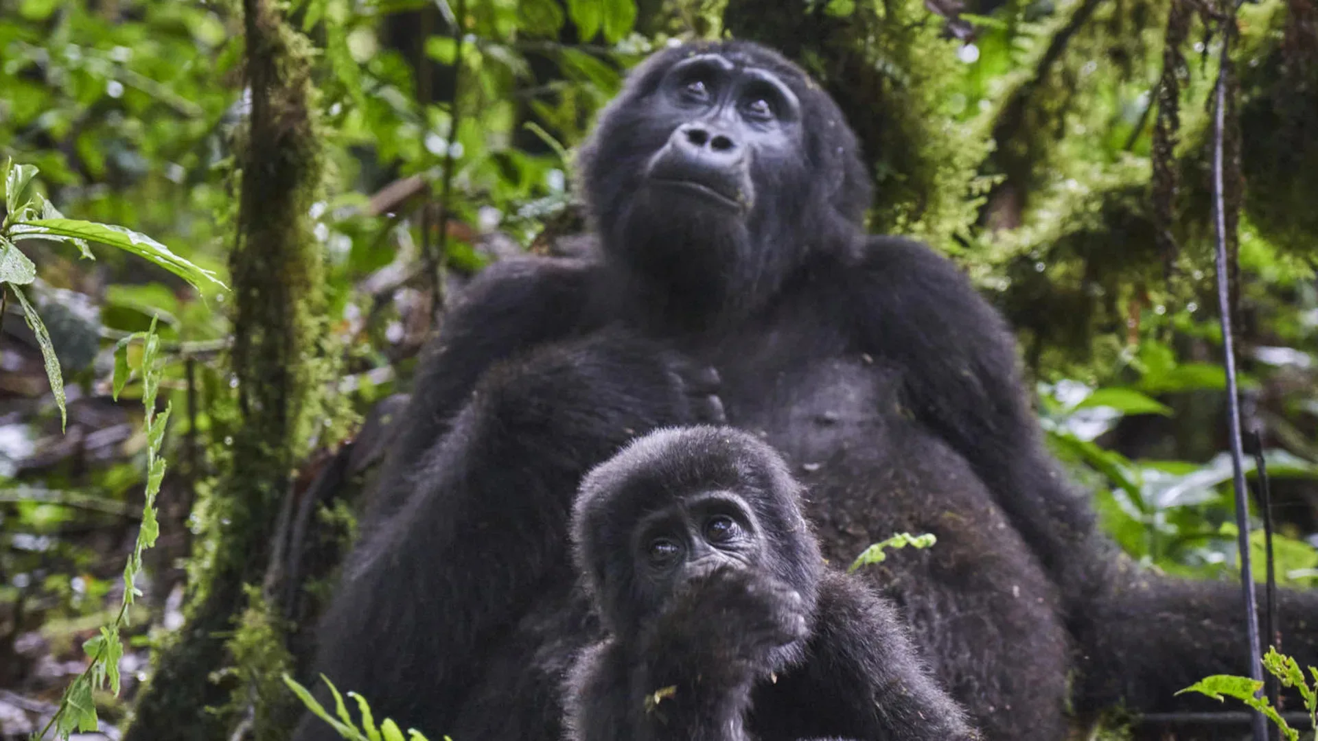 Gorilla Trekking mit Familie: Was ist möglich?