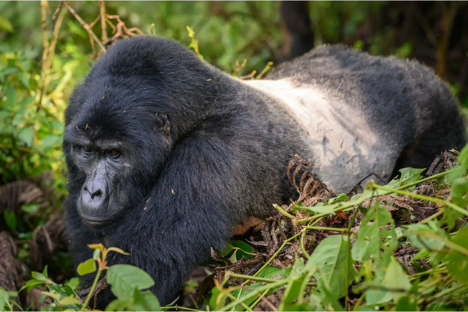 Gorilla Trekking mit kurzer Wanderung: Welche Optionen gibt es?