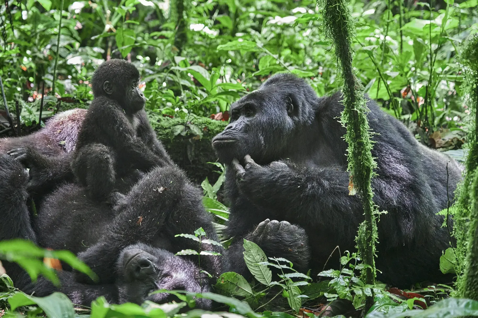 Gorilla Trekking Nkuringo: Familien, Lodges & Anreise