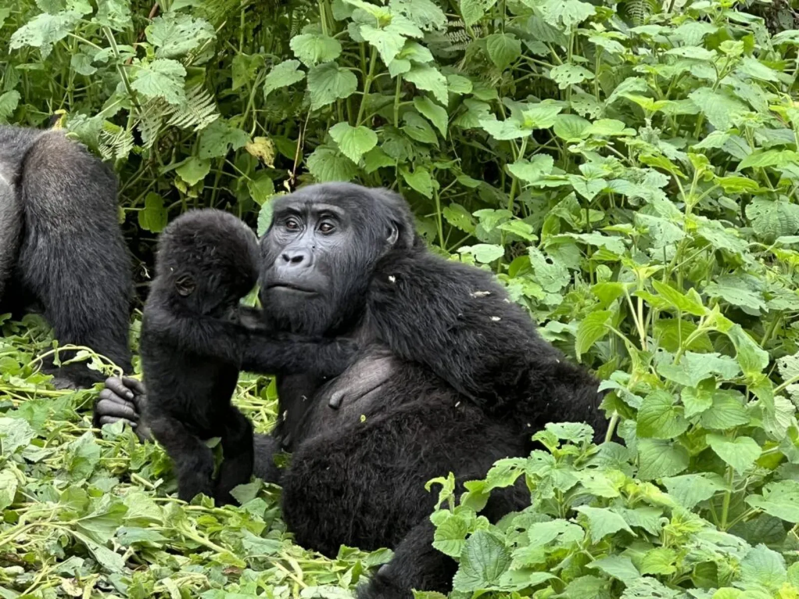 Gorilla Trekking Packliste für die Nebensaison