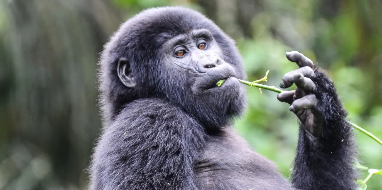 Gorilla trekking permit in Uganda or Rwanda