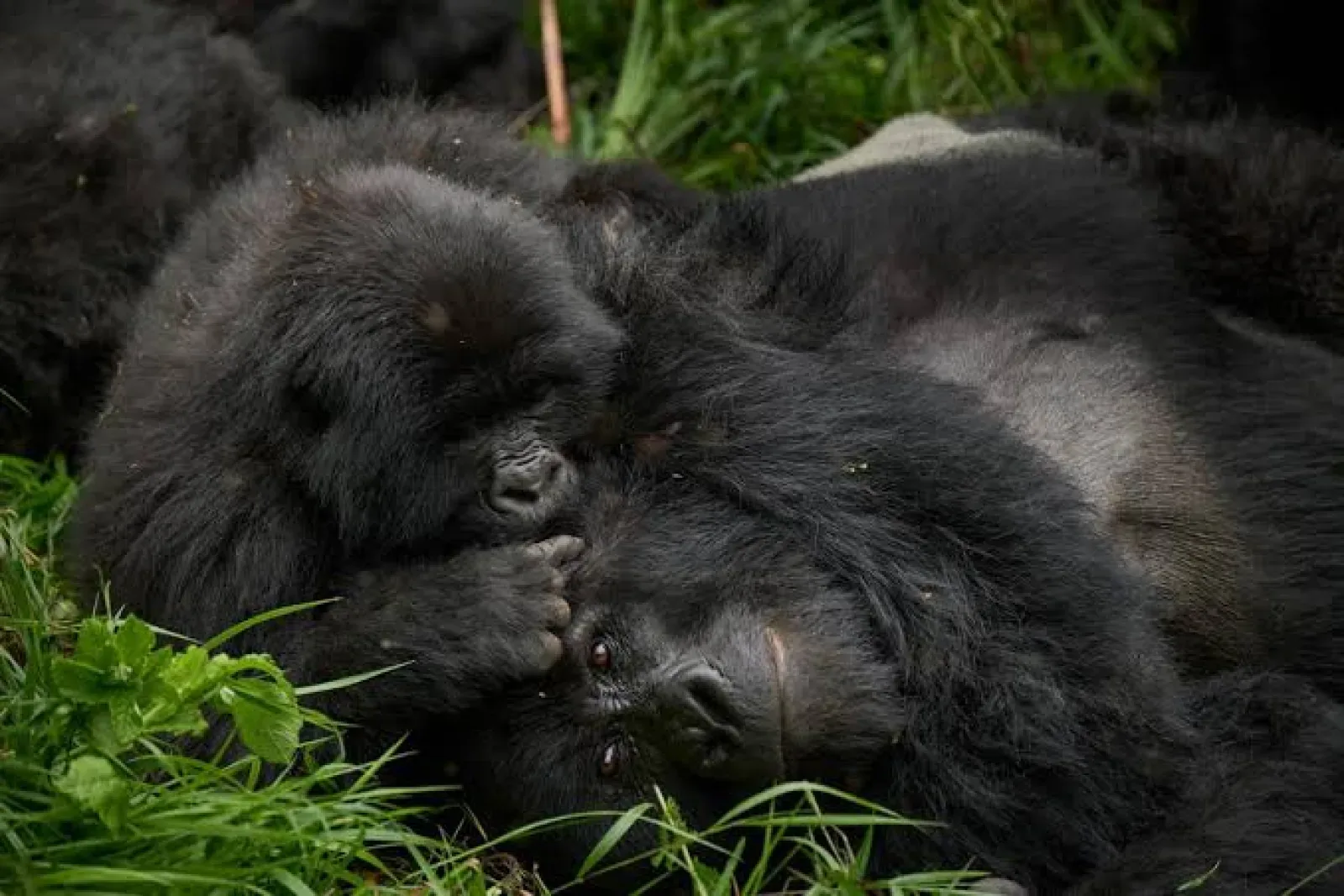 Gorilla trekking permit in Uganda or Rwanda