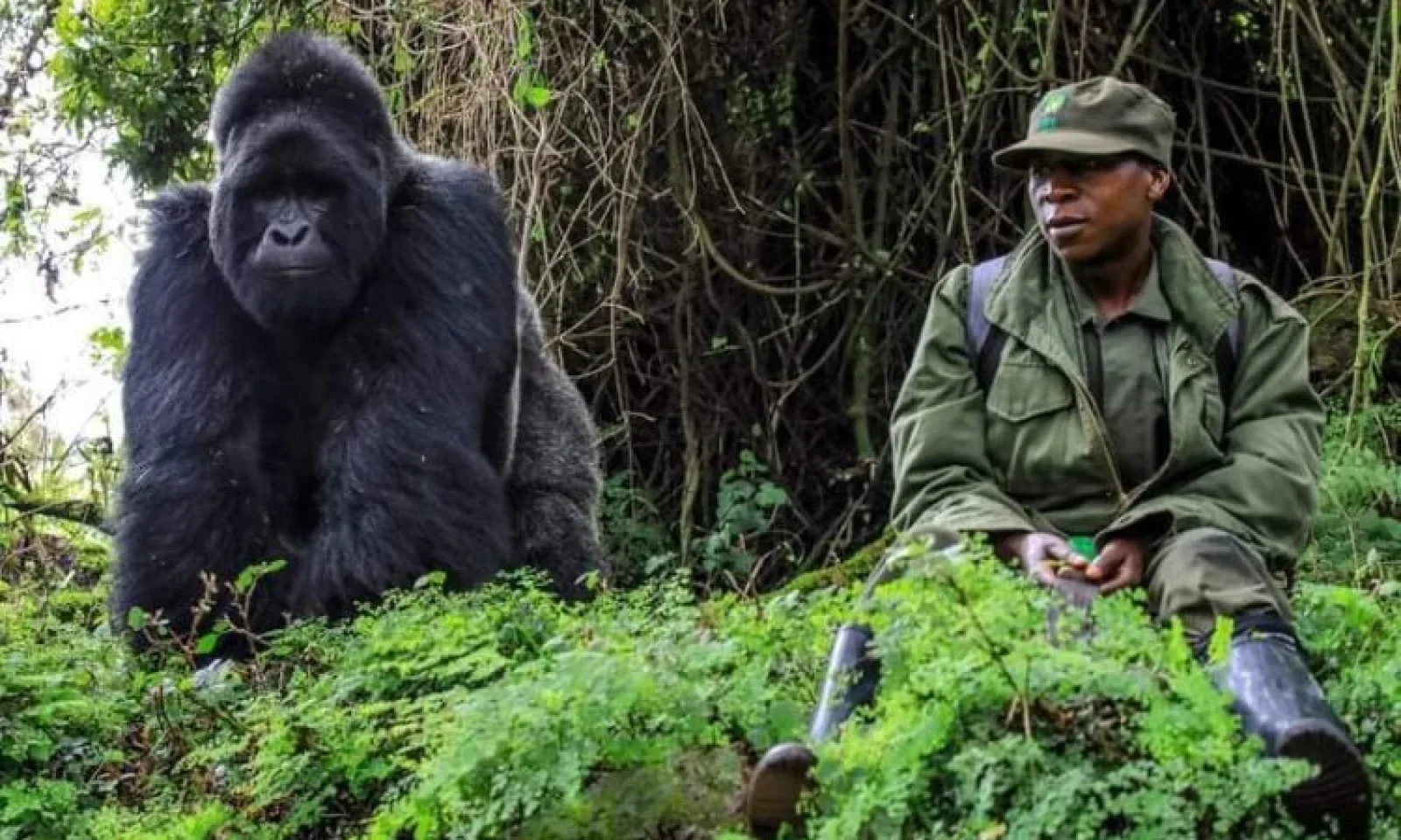 Gorilla Trekking plus Sansibar