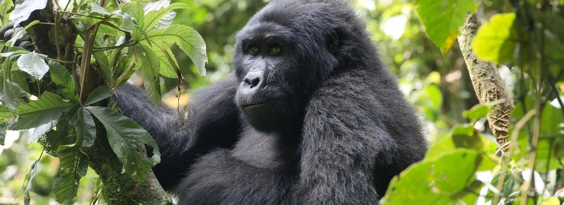 Gorilla Trekking und Murchison Falls kombinieren
