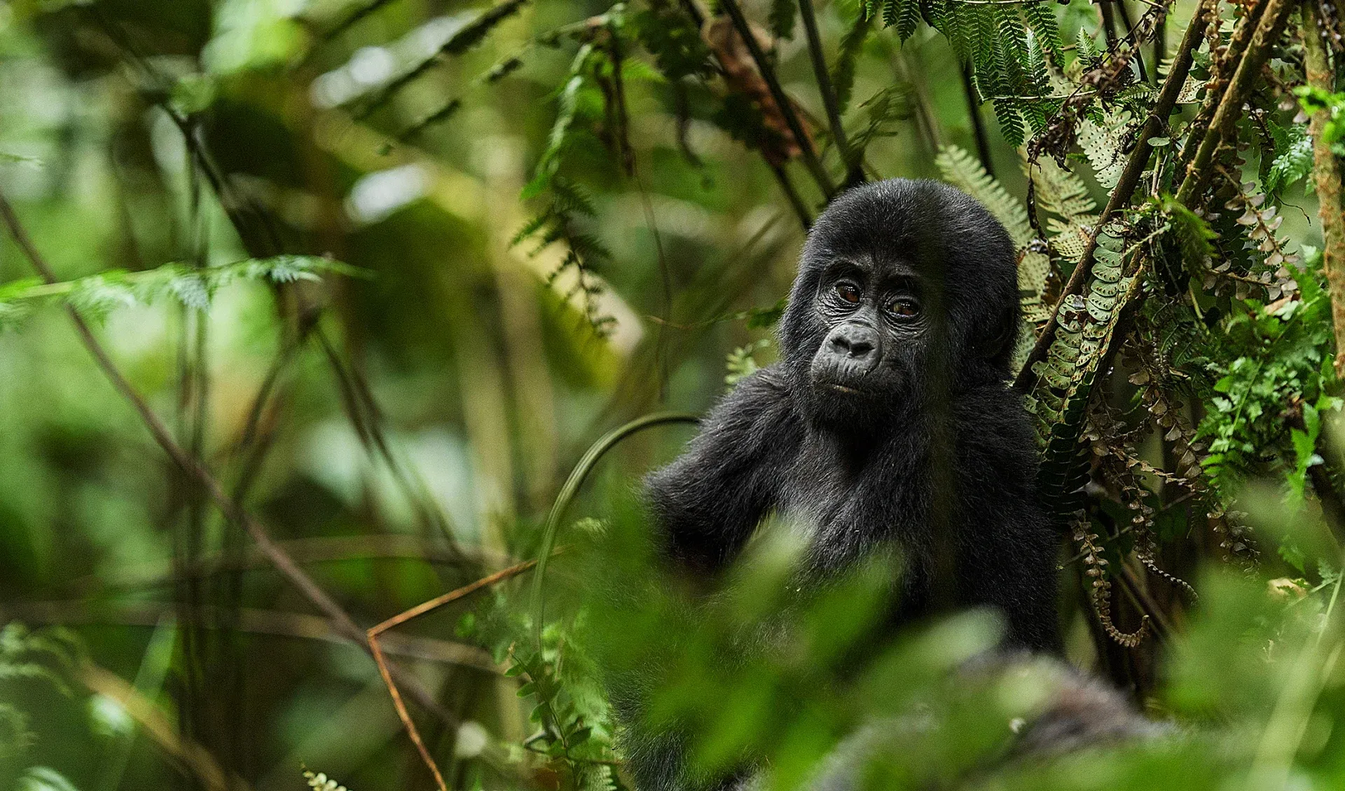 Gorilla Trekking und Ruanda Safari kombinieren