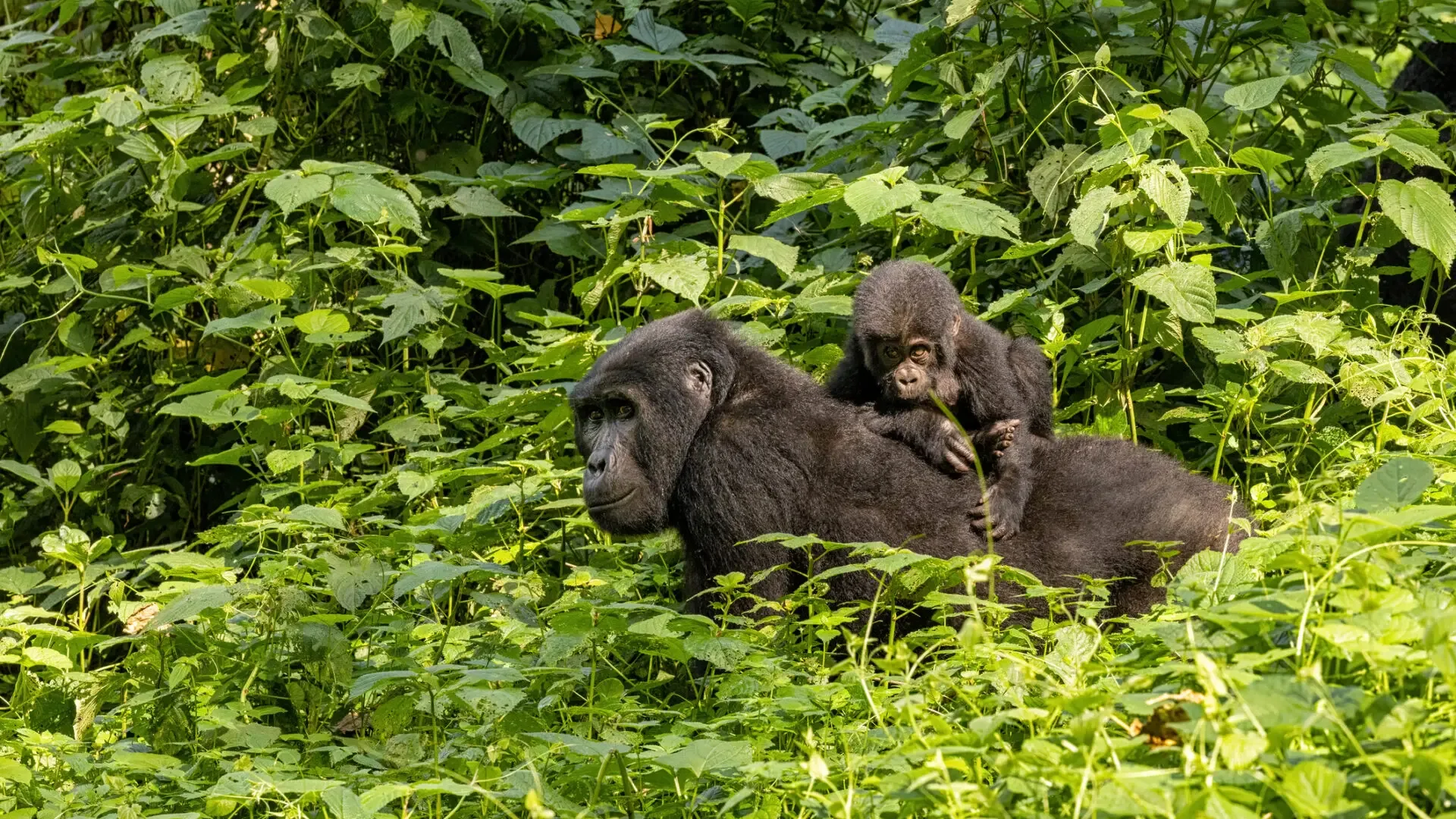 Gorilla Trekking und Tansania Safari kombinieren