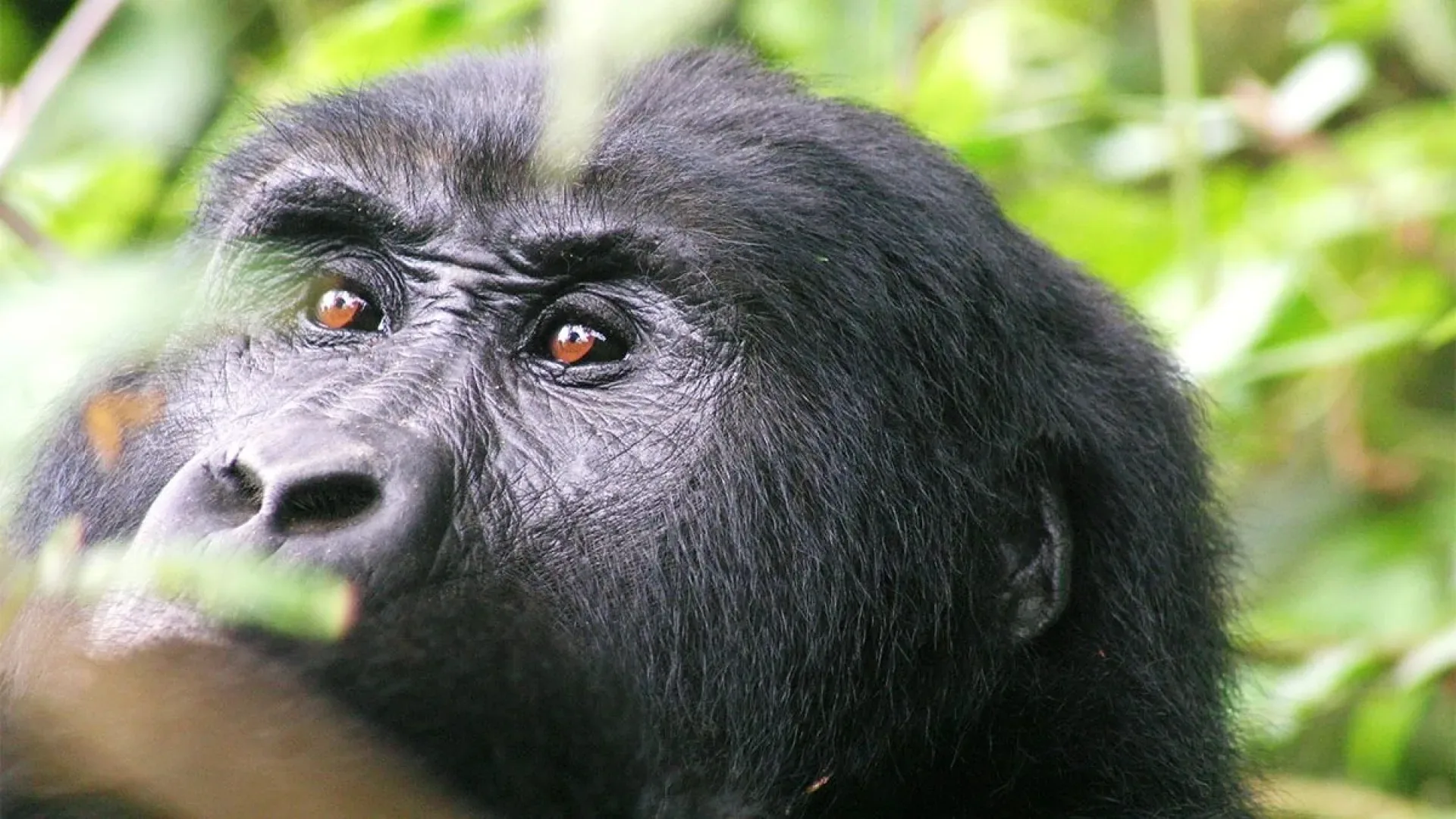 Gorilla Trekking Weihnachten & Silvester