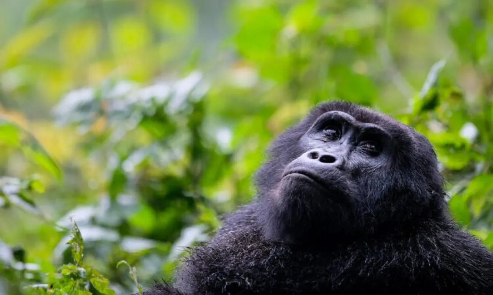 Gorillas in Amboseli National Park
