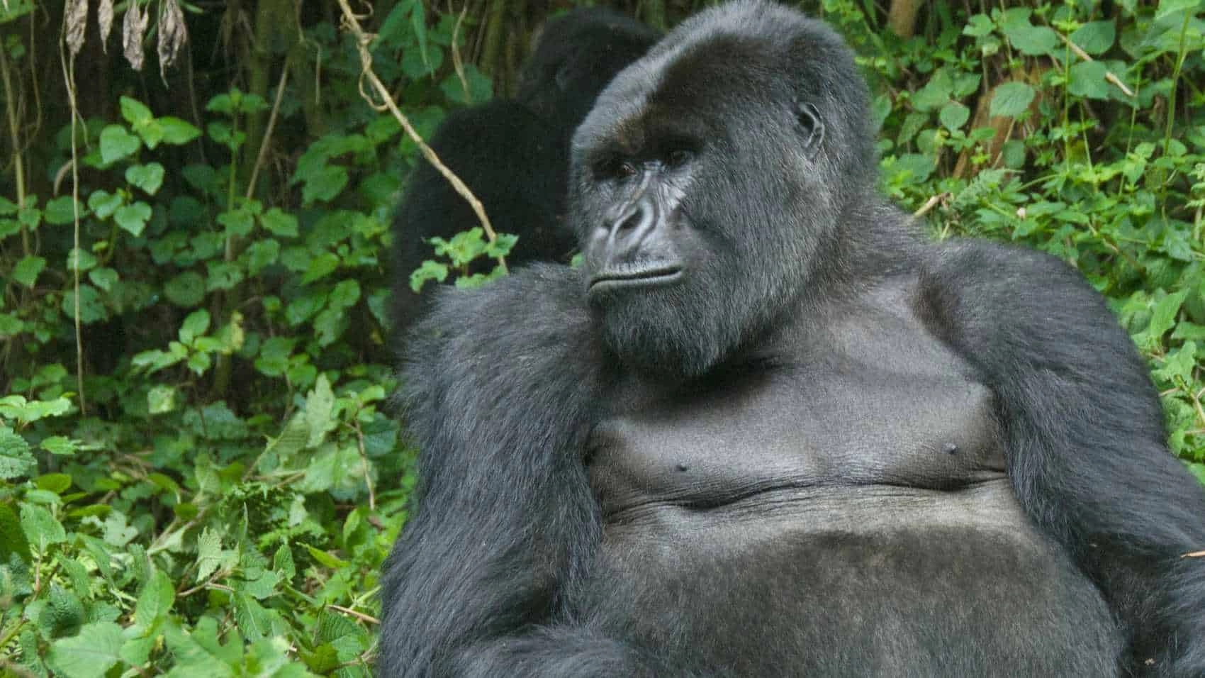 Gorillas in Bwindi Impenetrable National Park