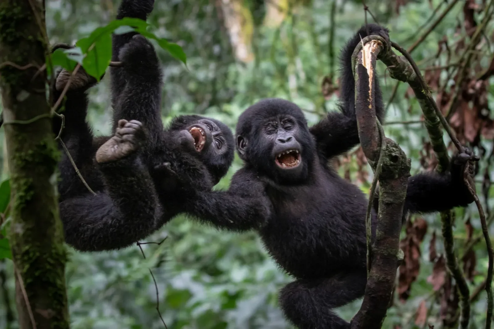 Gorillas in Bwindi Impenetrable National Park