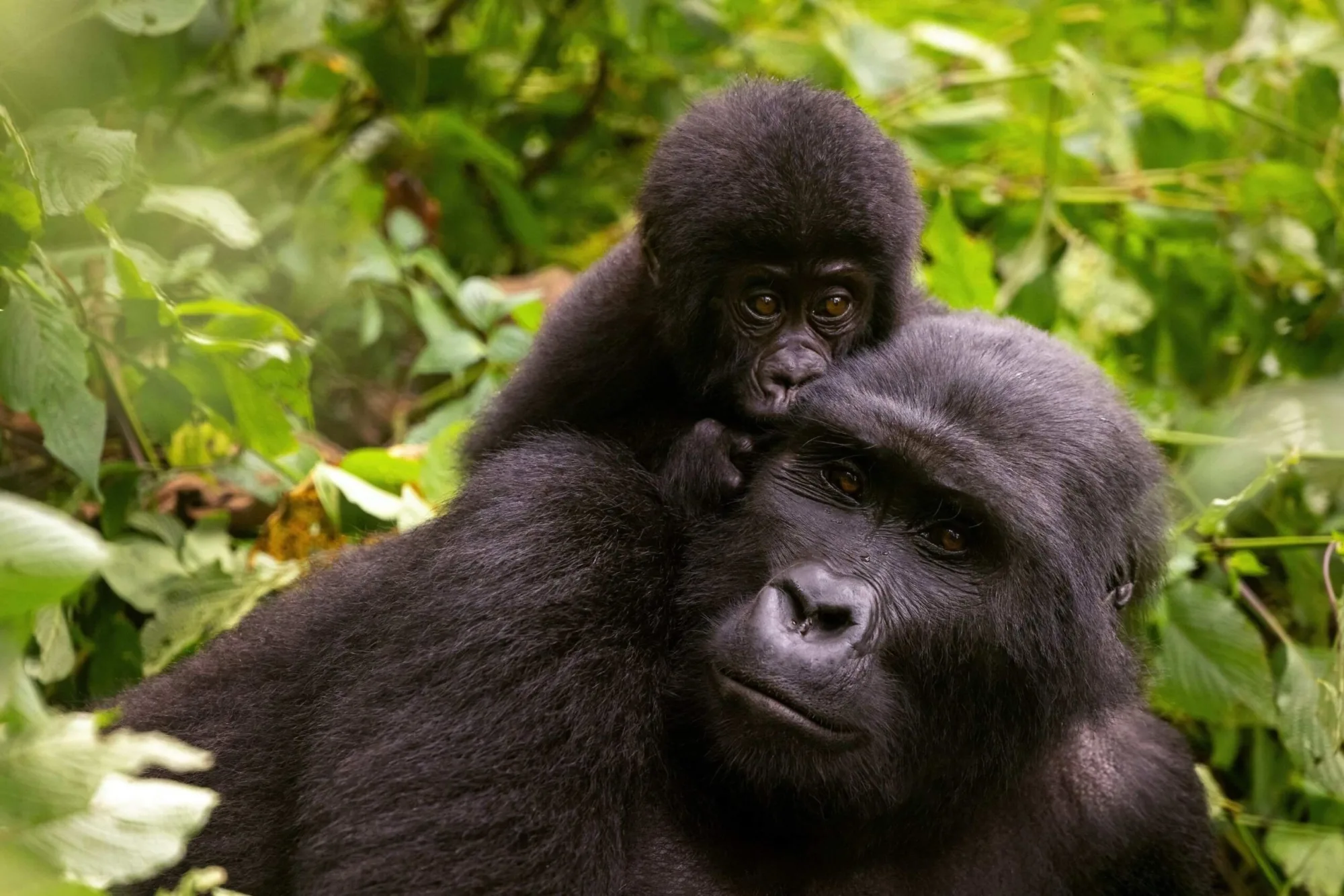 Gorillas in Bwindi Impenetrable National Park