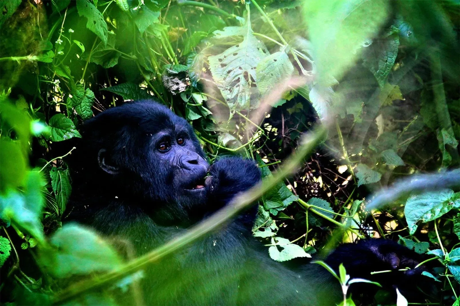 Gorillas in Kigali