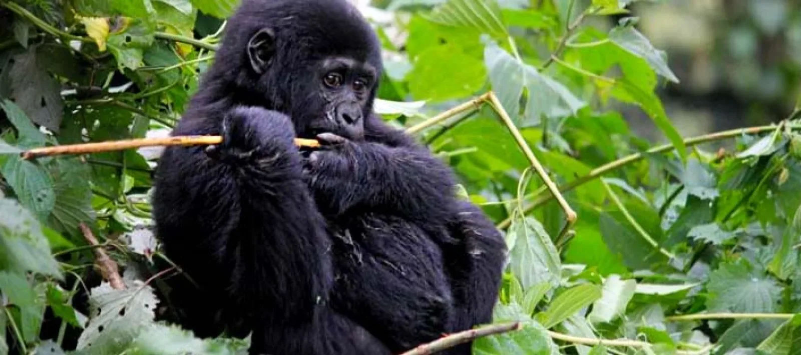 Gorillas in Kigali