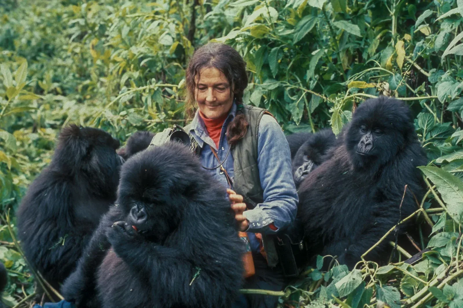 Gorillas in Kigali