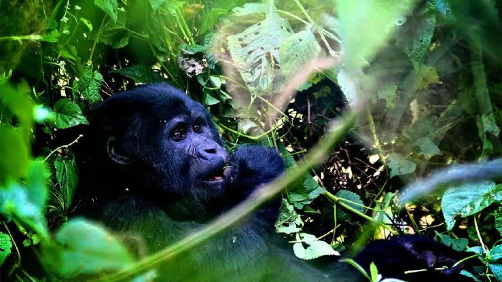 Gorillas in Kigali