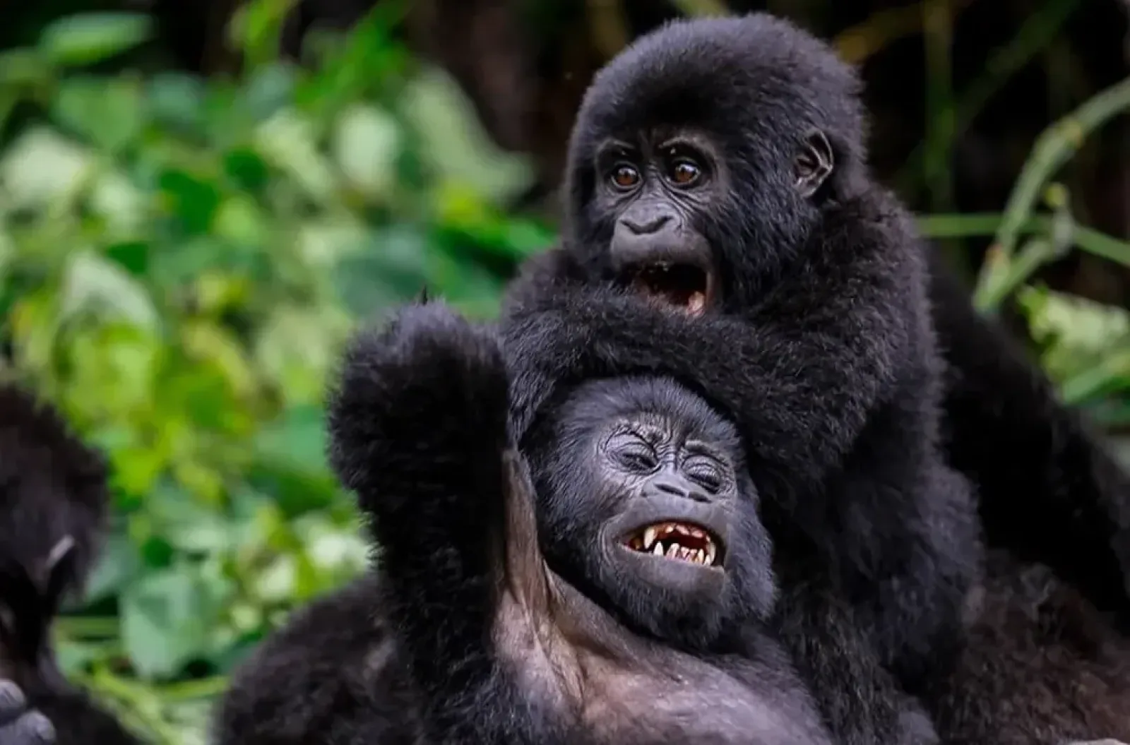 Gorillas in Kigali