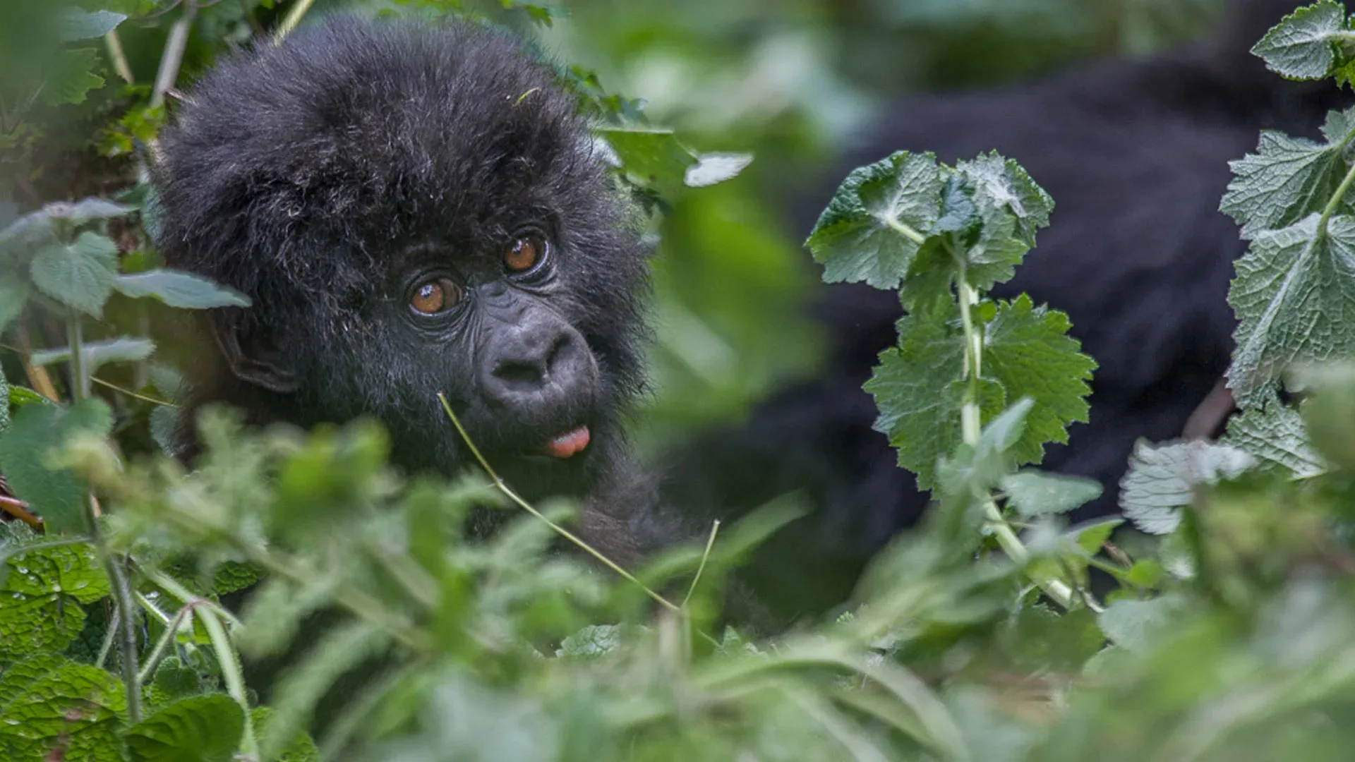 Gorillas in Kigali