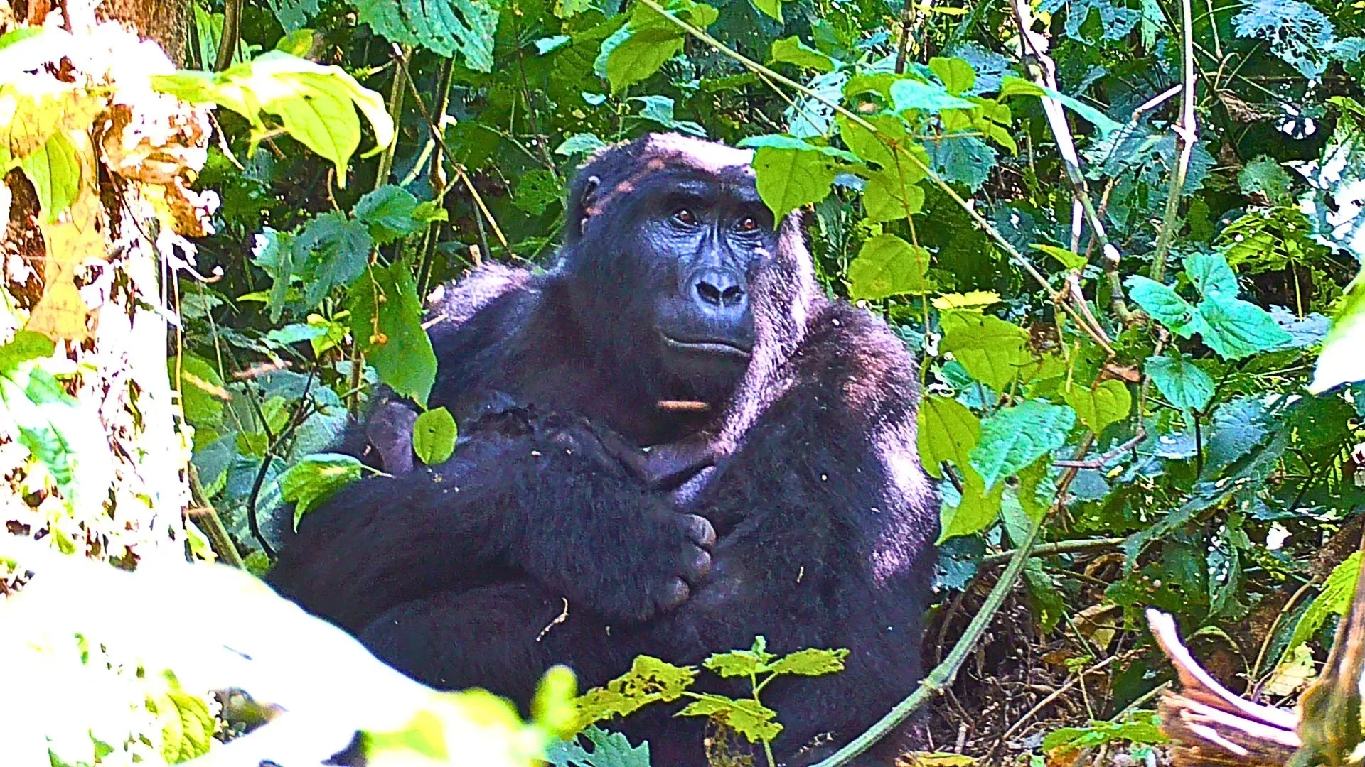 Gorillas in Lake Mburo