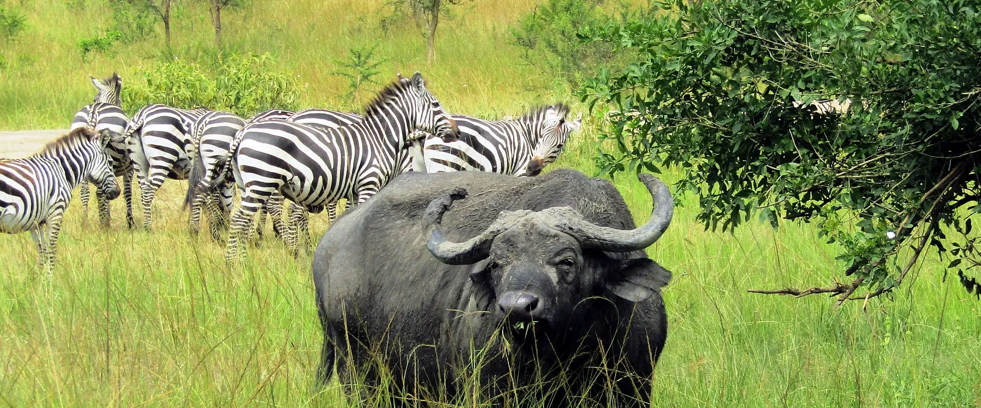 Gorillas in Lake Mburo