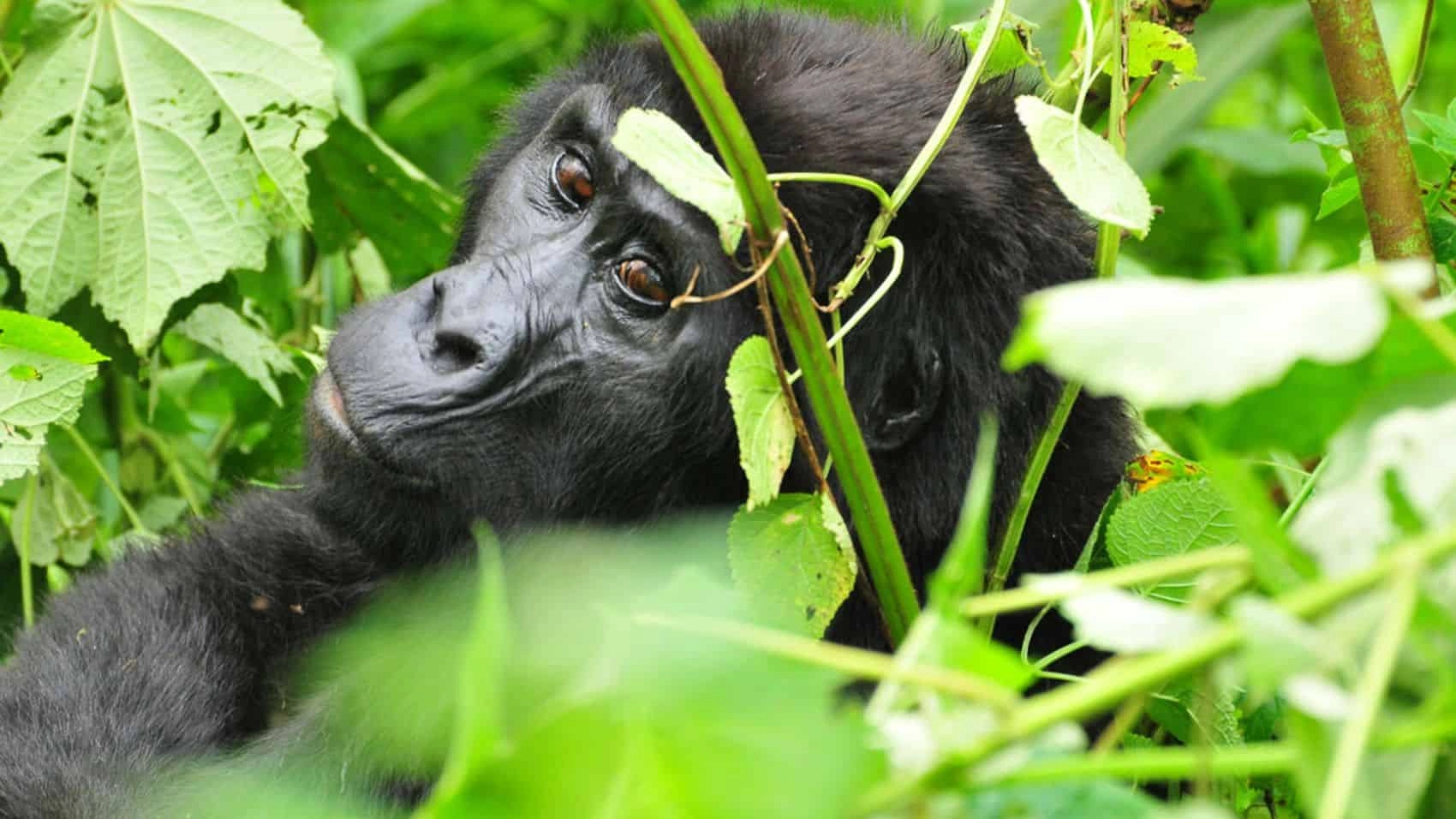 Gorillas in Masai Mara