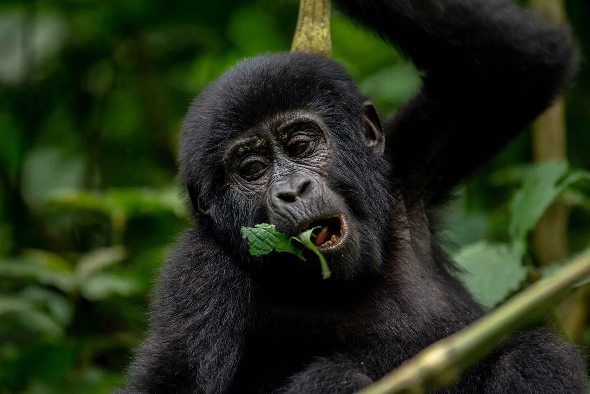 Gorillas in Mgahinga Gorilla National Park
