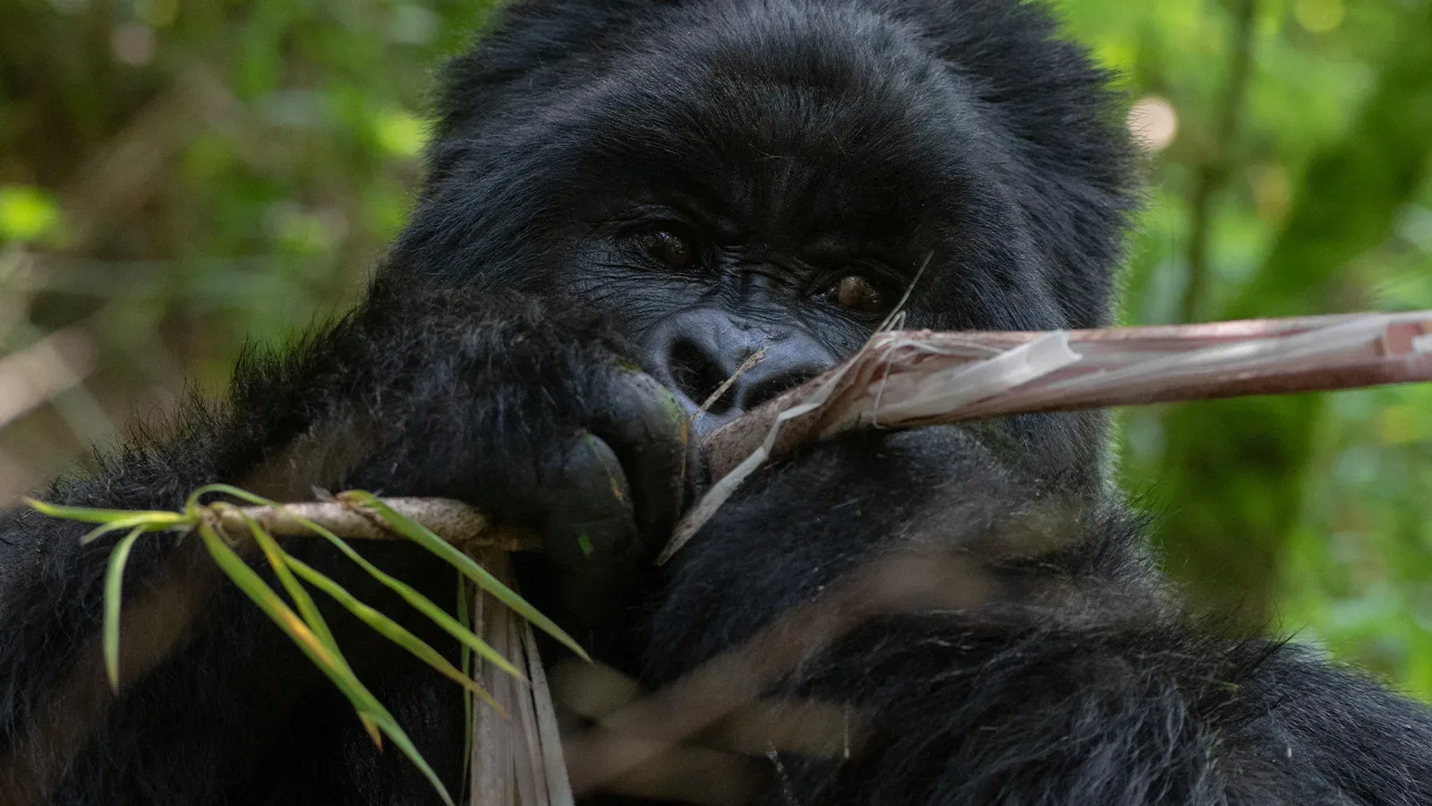 Gorillas in Queen Elizabeth National Park
