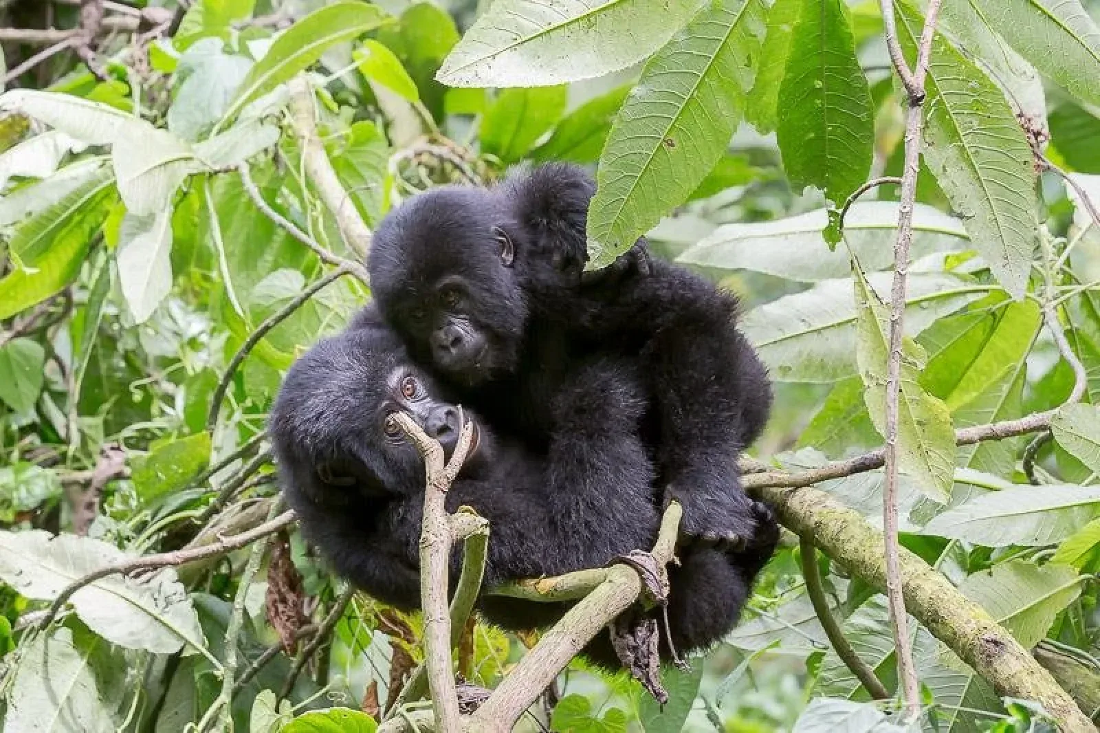 Gorillas in Queen Elizabeth National Park