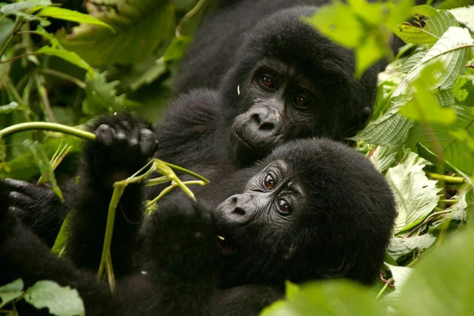 Gorillas in Queen Elizabeth