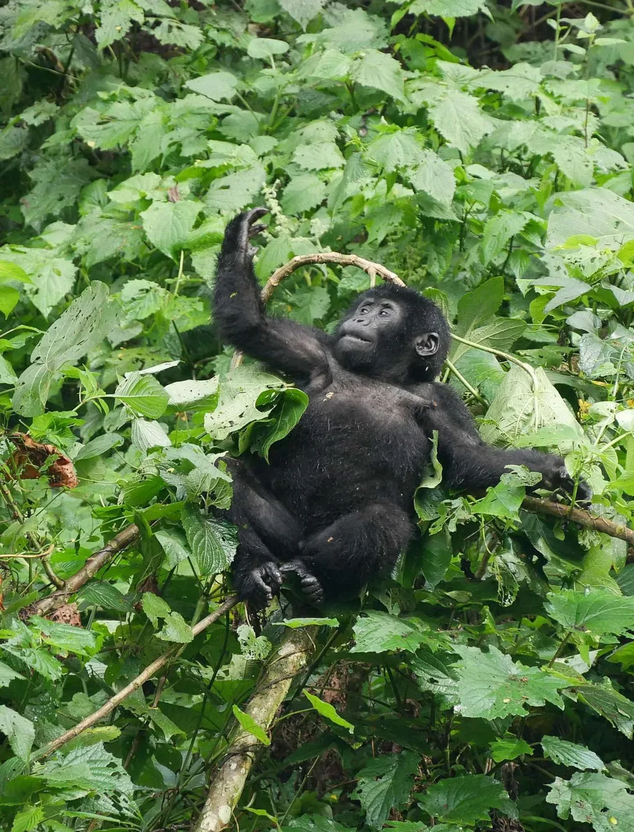 Gorillas in Uganda