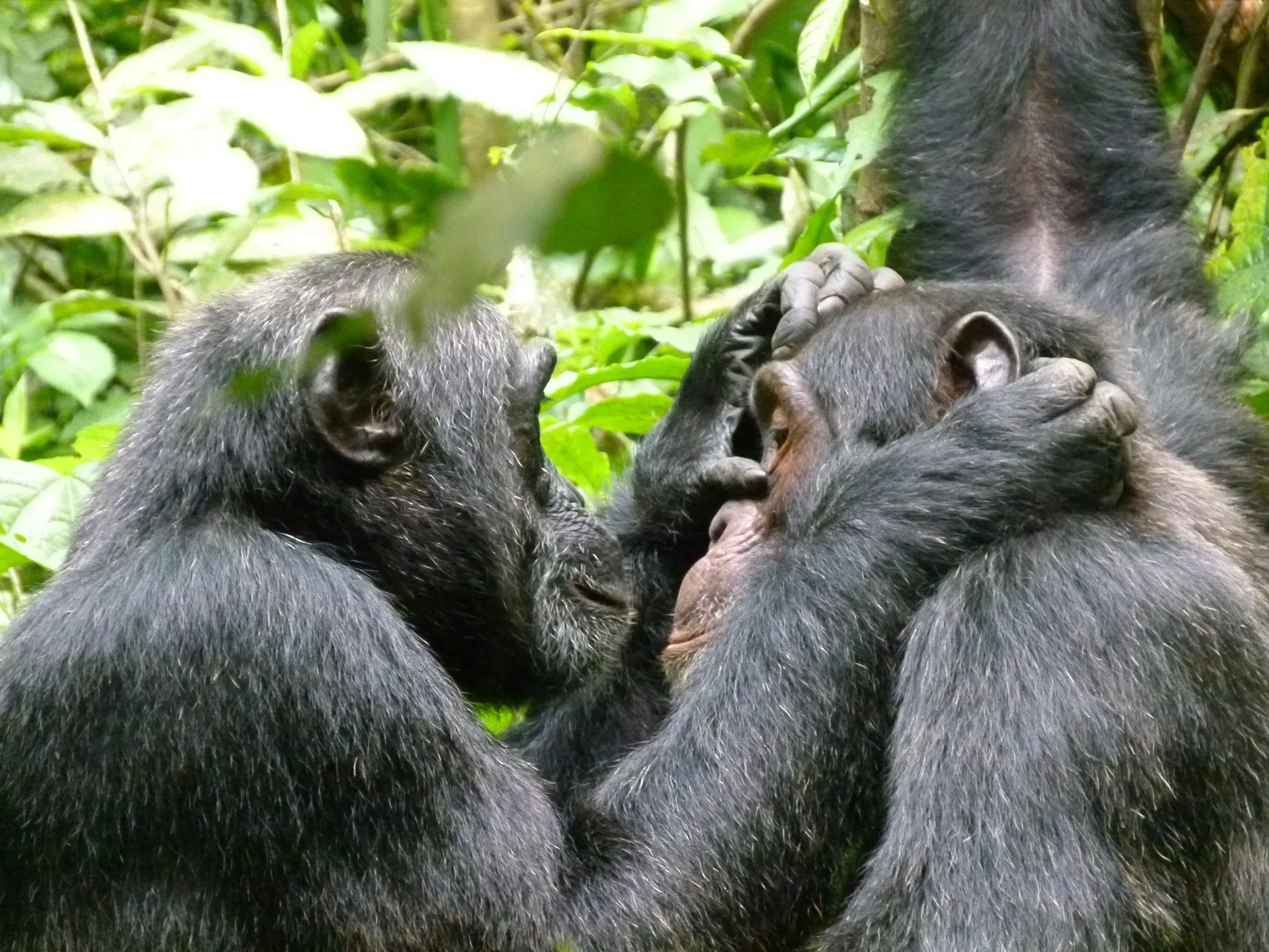Gorillas in Uganda