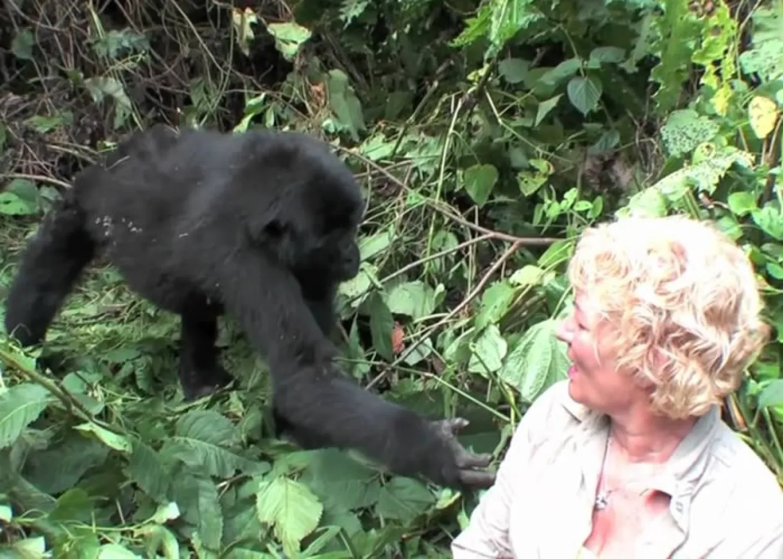 Gorillas in Uganda