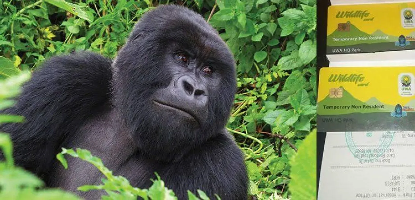 Gorillas in Uganda