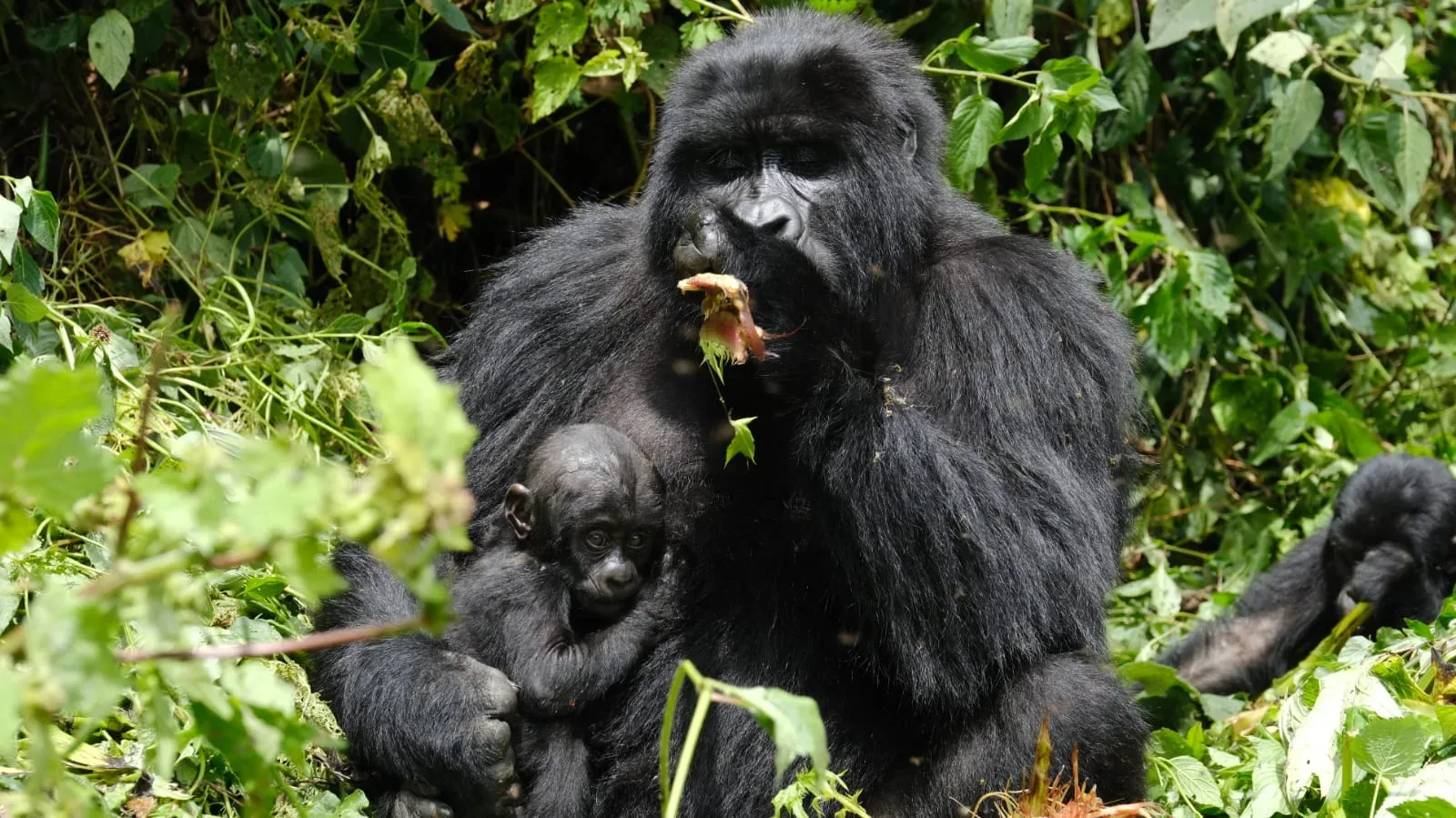 Gorillas in Uganda