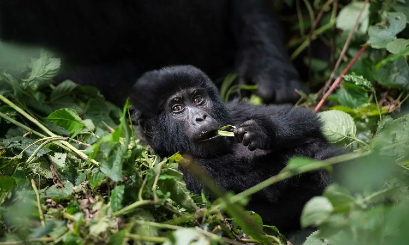 Gorillas in Uganda