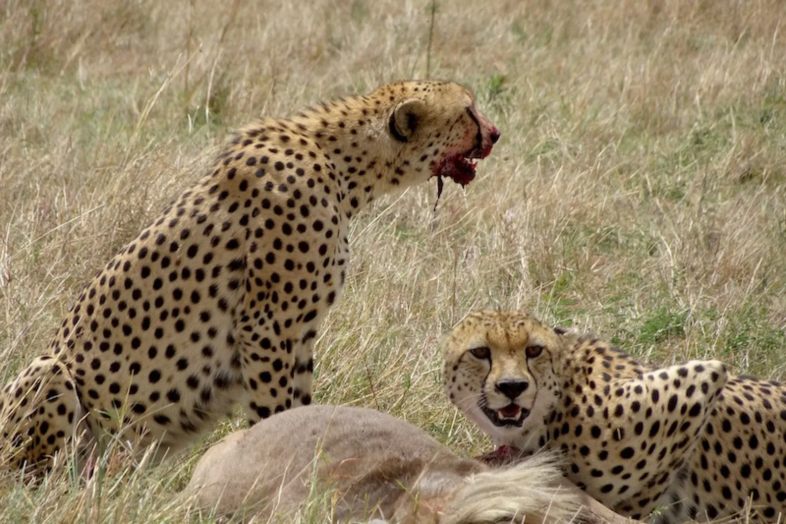Green season safari in Masai Mara