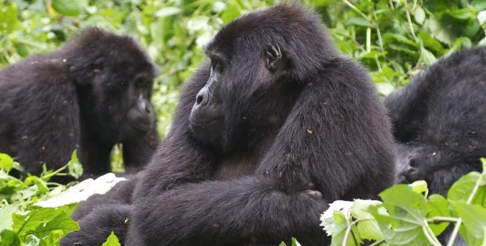 Häufige Fragen: Gorilla Habituation vs Gorilla Trekking