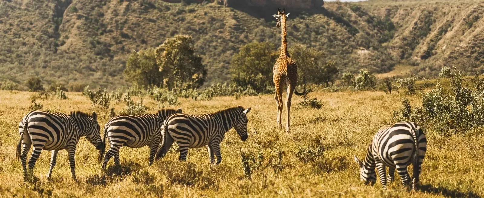 Häufige Fragen zur Kenia Safari im November