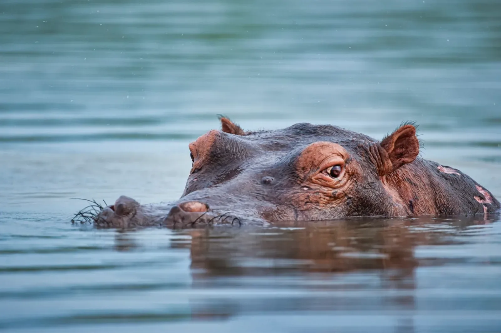 Hippo on an African safari