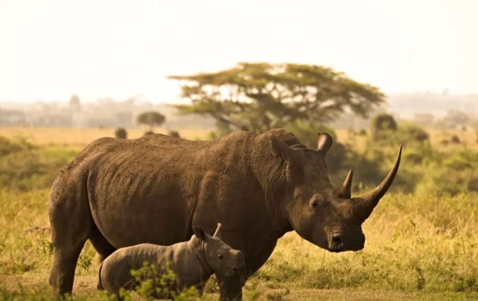 Kenia im Dezember oder Januar