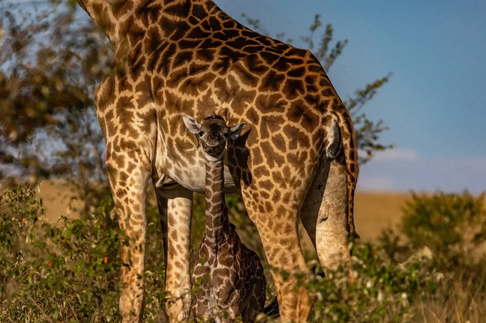 Kenia Safari 2027 buchen: worauf achten