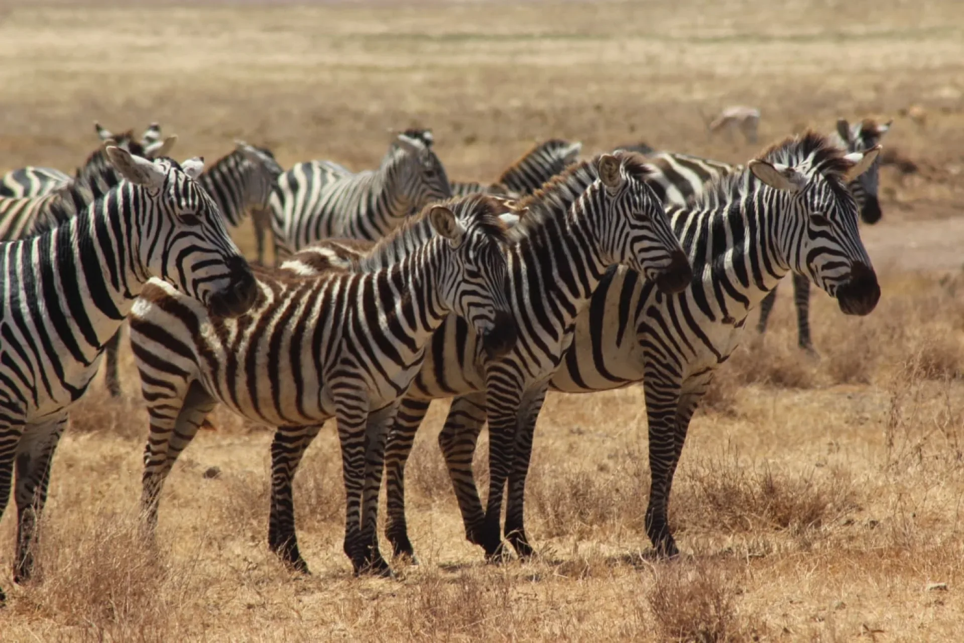 Kenia Safari ab München