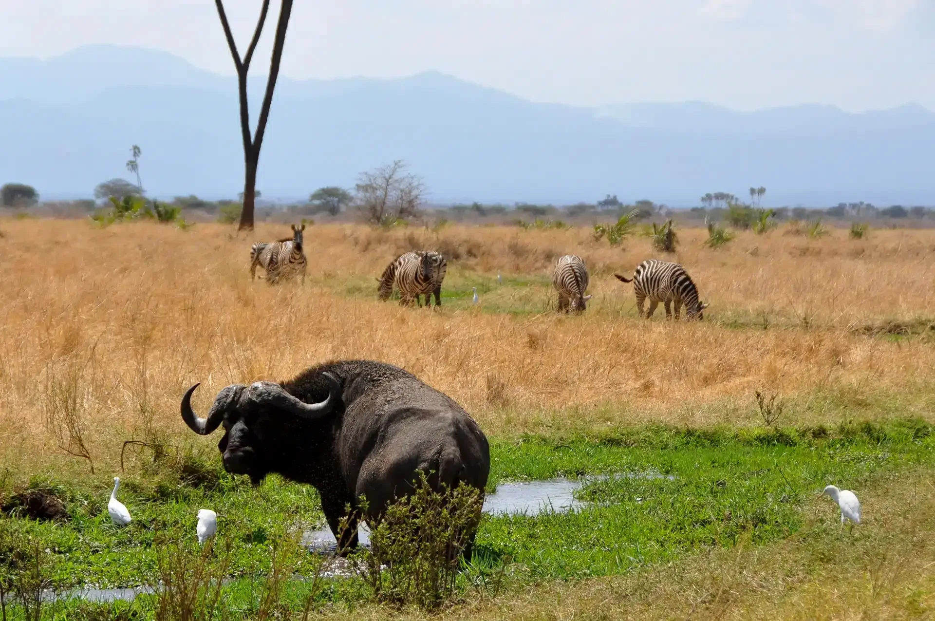 Kenia Safari ab München im Oktober