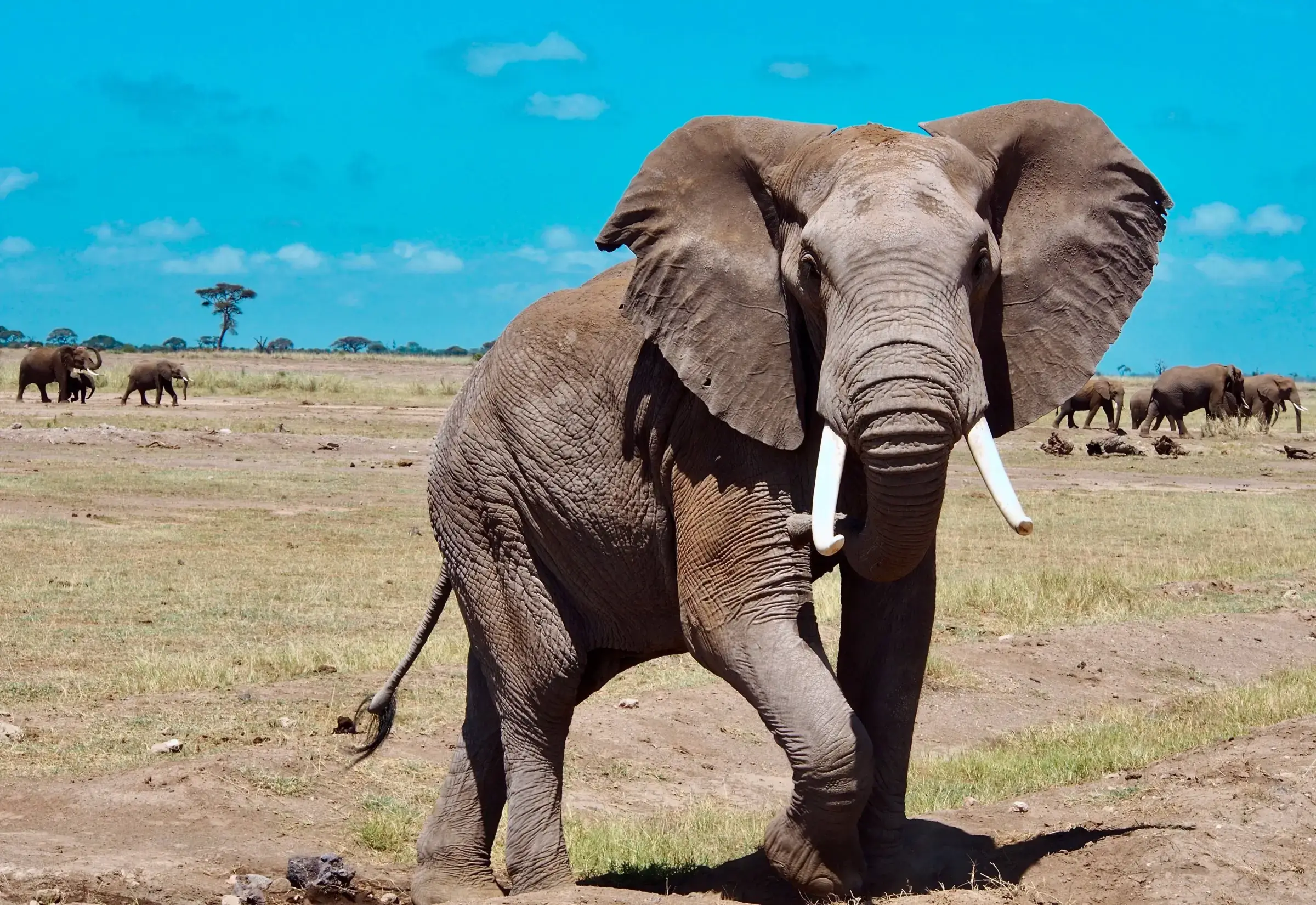 Kenia Safari alleine