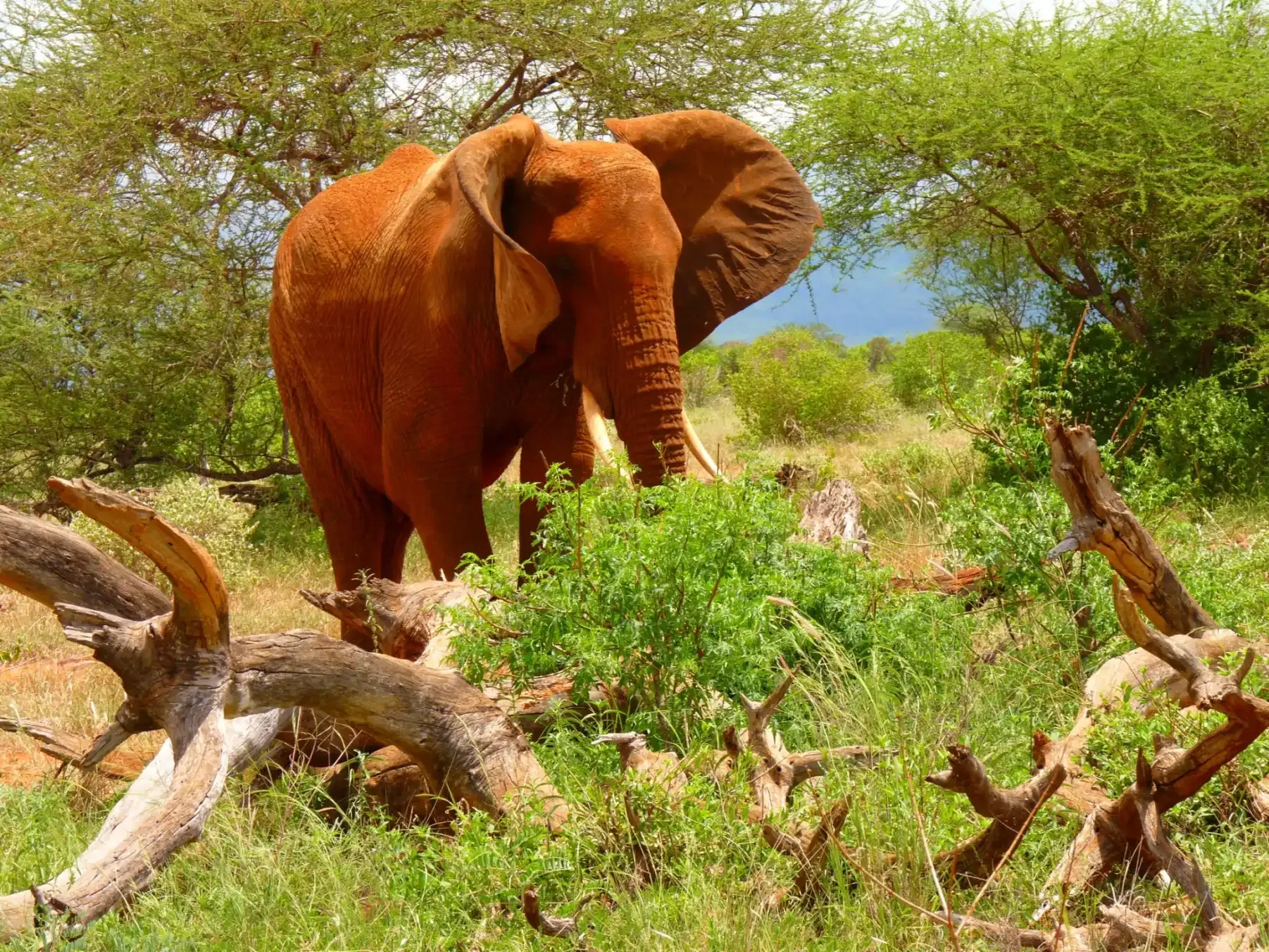 Kenia Safari für Fotografen