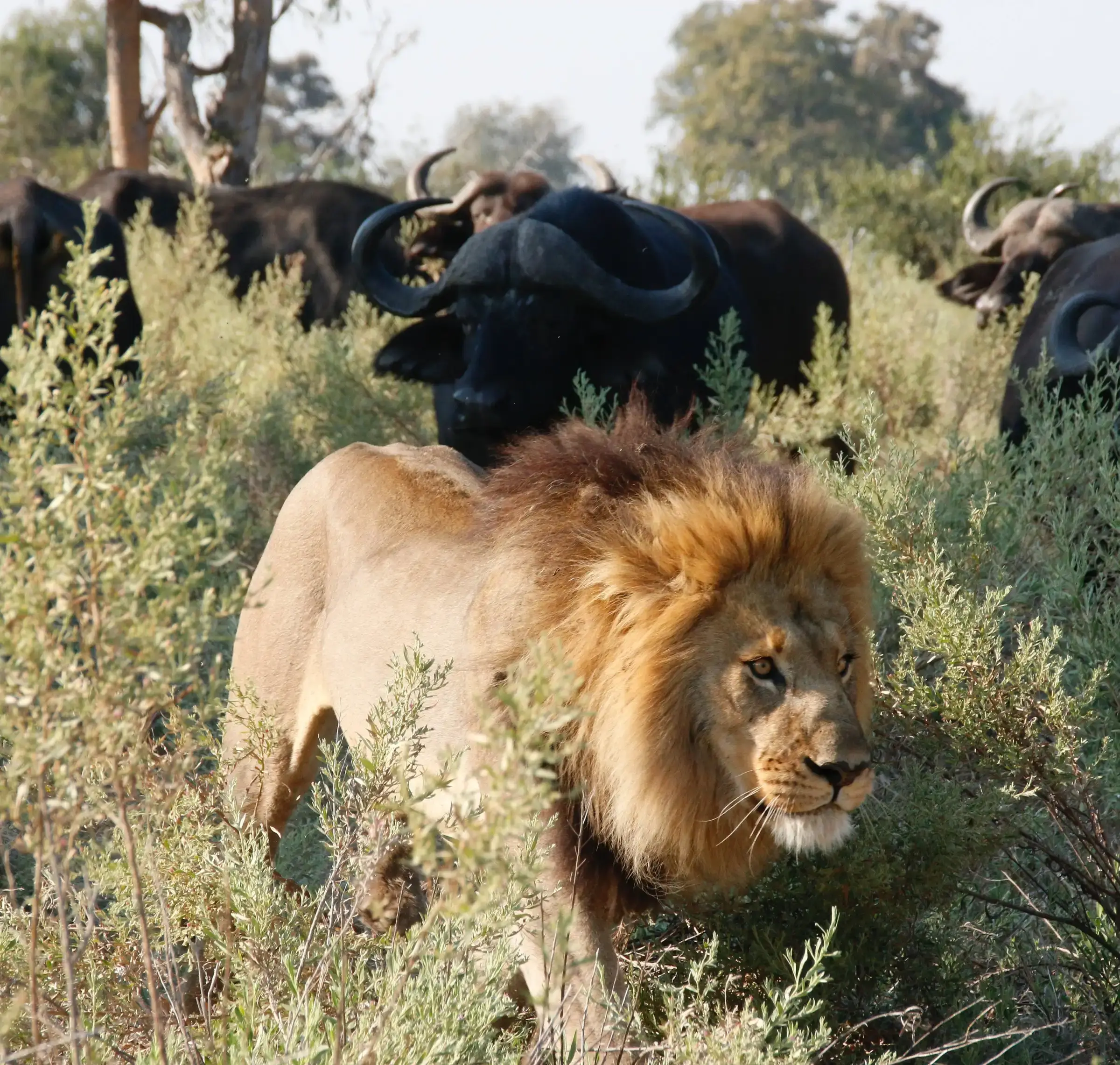 Kenia Safari im April: Wetter, Tiere & Preise